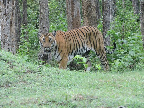 Nagarhole National Park
